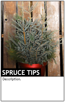 Spruce Tips